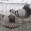 hight quality animal cage pigeon cage